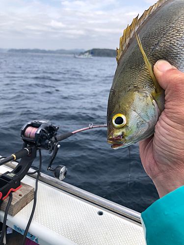 イサキの釣果