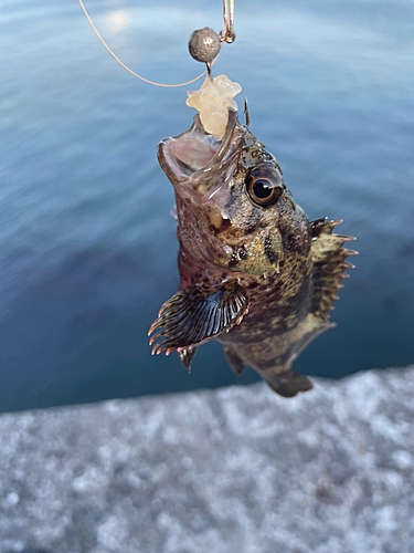 タケノコメバルの釣果