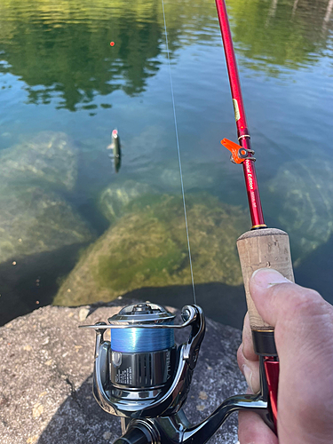 トラウトの釣果