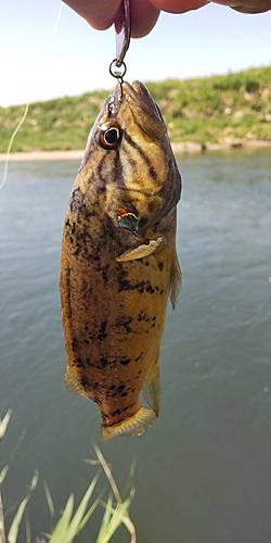 オヤニラミの釣果