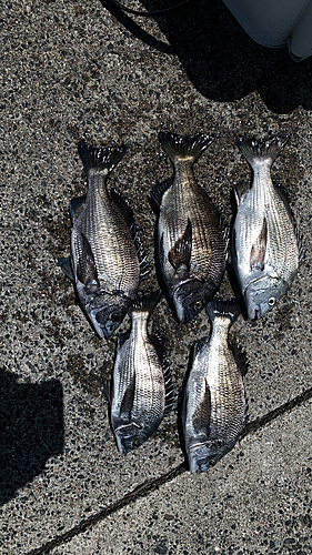 クロダイの釣果