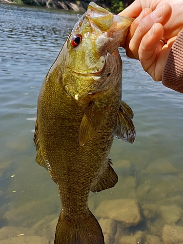 スモールマウスバスの釣果