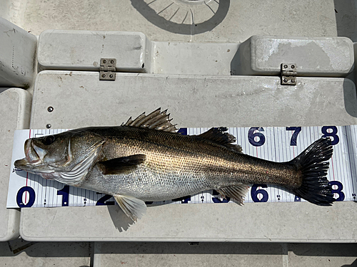 シーバスの釣果