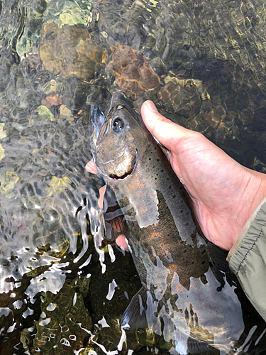 アマゴの釣果