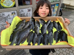 メジナの釣果