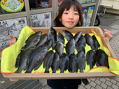 メジナの釣果