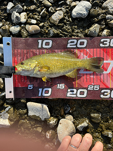 スモールマウスバスの釣果