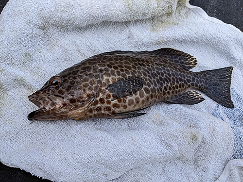 オオモンハタの釣果