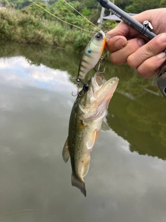 ラージマウスバスの釣果