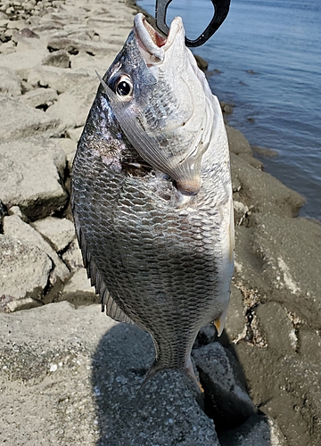 キビレの釣果