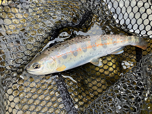 アマゴの釣果