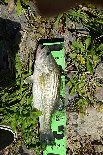 ブラックバスの釣果