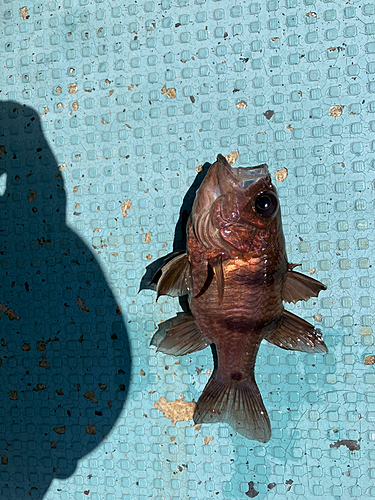 クロイシモチの釣果