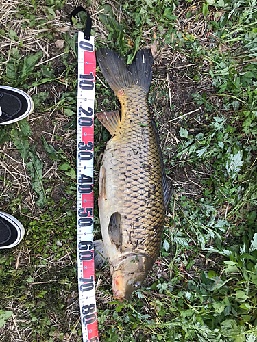 コイの釣果