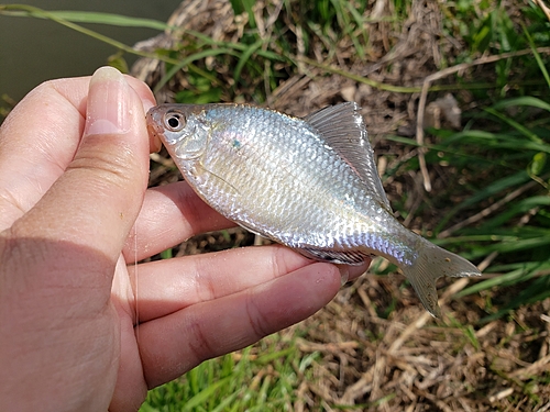 タナゴの釣果