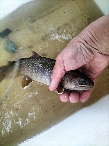 イワナの釣果