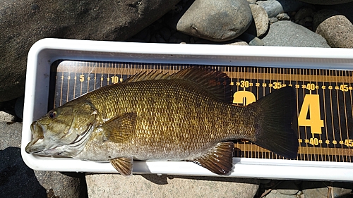 スモールマウスバスの釣果