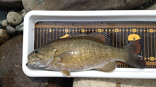 スモールマウスバスの釣果