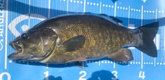 スモールマウスバスの釣果