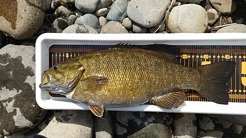 スモールマウスバスの釣果