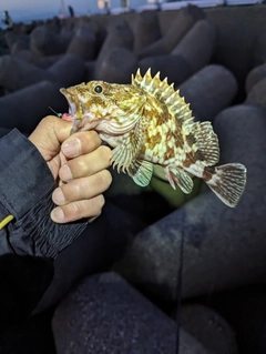 カサゴの釣果