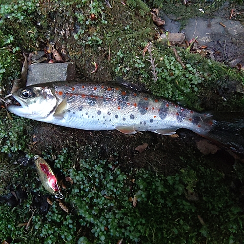 アマゴの釣果