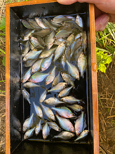 タイリクバラタナゴの釣果