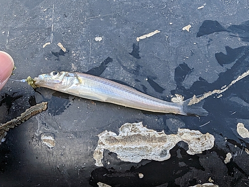 シロギスの釣果