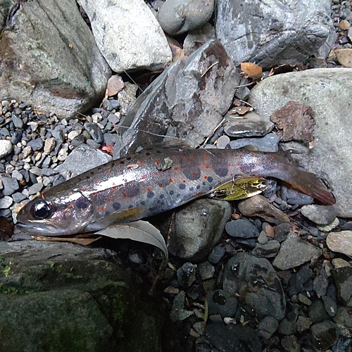 アマゴの釣果