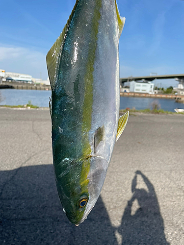 ツバスの釣果