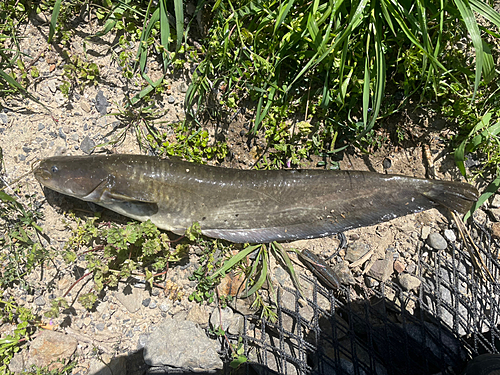 ナマズの釣果