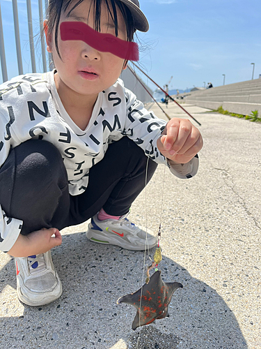 コチの釣果