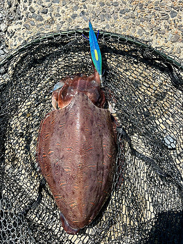 モンゴウイカの釣果