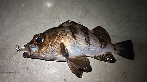 メバルの釣果