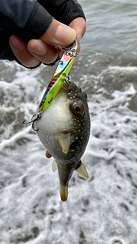 クサフグの釣果