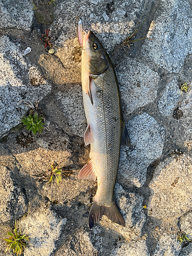 マルタウグイの釣果