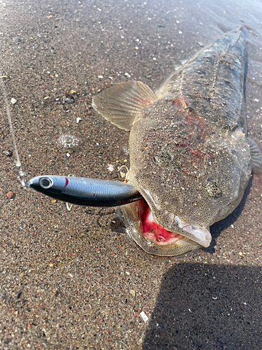 マゴチの釣果