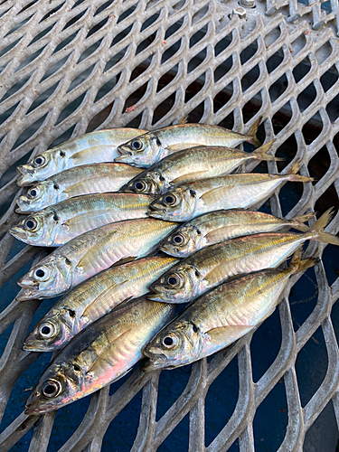 マアジの釣果