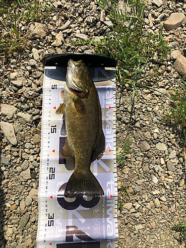 スモールマウスバスの釣果