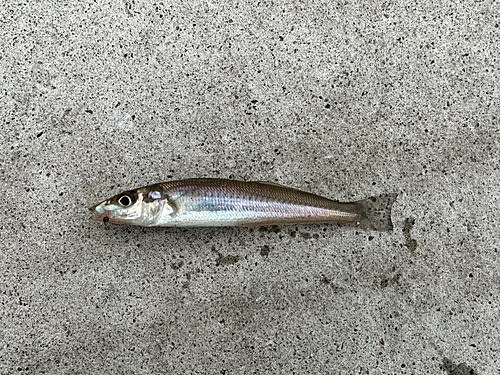 シロギスの釣果