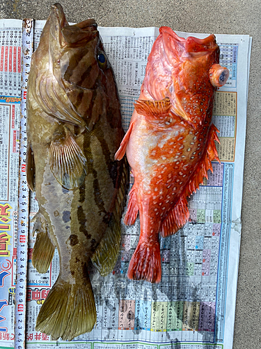 ホウキハタの釣果