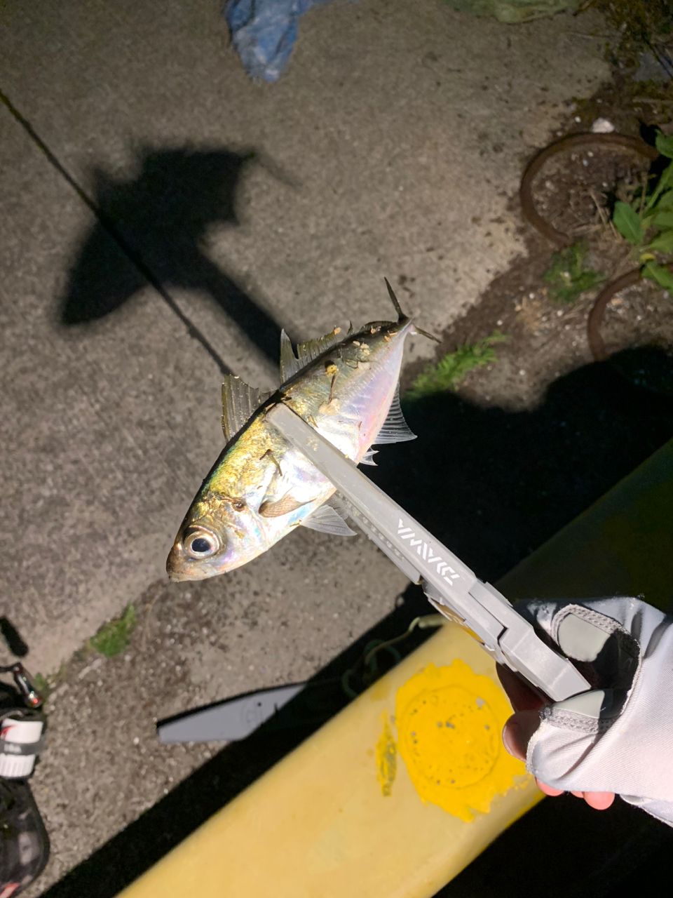 アジ