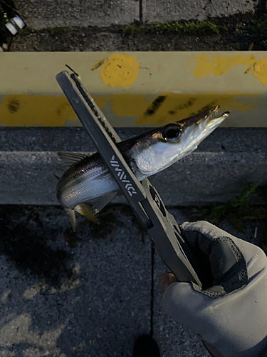 カマスの釣果