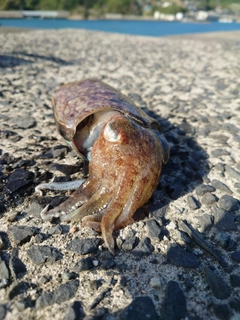 コウイカの釣果