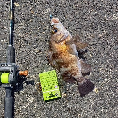 メバルの釣果