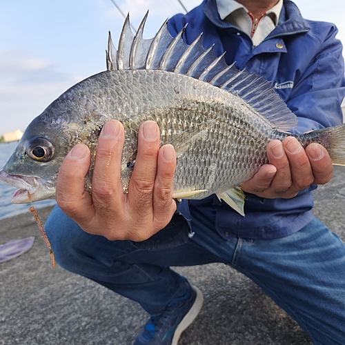 キビレの釣果