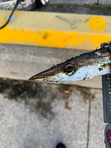 カマスの釣果