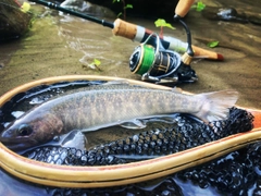 イワナの釣果