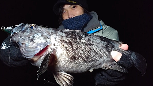 クロソイの釣果