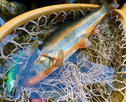 ウグイの釣果